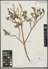 Foto von Salix schugnanica Goerz